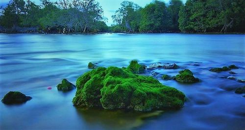 Scenic view of lake and trees