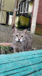 Portrait of cat sitting outdoors