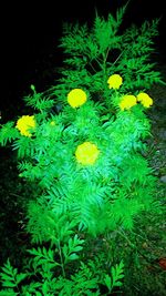 High angle view of yellow flowering plants