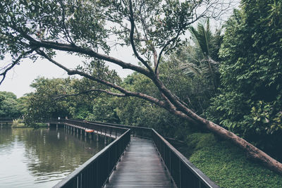 Footbridge amidst trees in forest