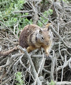 Squirrel in forest