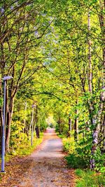 Empty road along trees