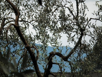 Low angle view of trees against sky