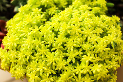 Full frame shot of yellow flowers