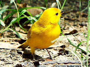 Close-up of bird perching on yellow leaf