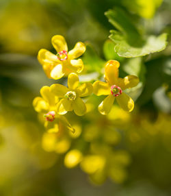 Close-up of yellow flowering plant