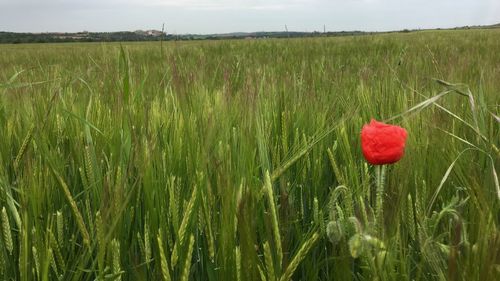 Red poppy flower growing on field