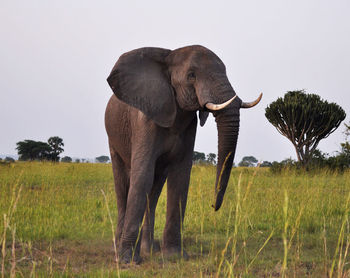 Elephant standing in a field