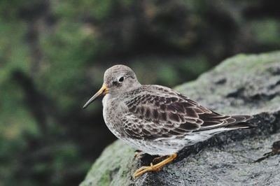 Close-up of bird perching on rock