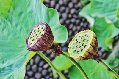 Close-up of lotus leaves on plant outdoors