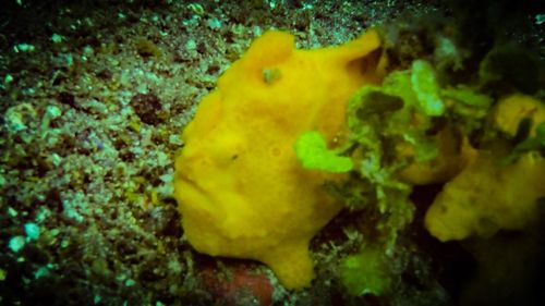 Close-up of yellow underwater