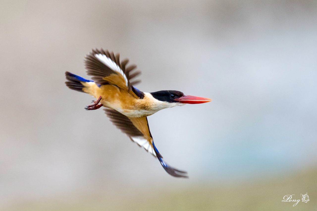 VIEW OF BIRDS IN WATER