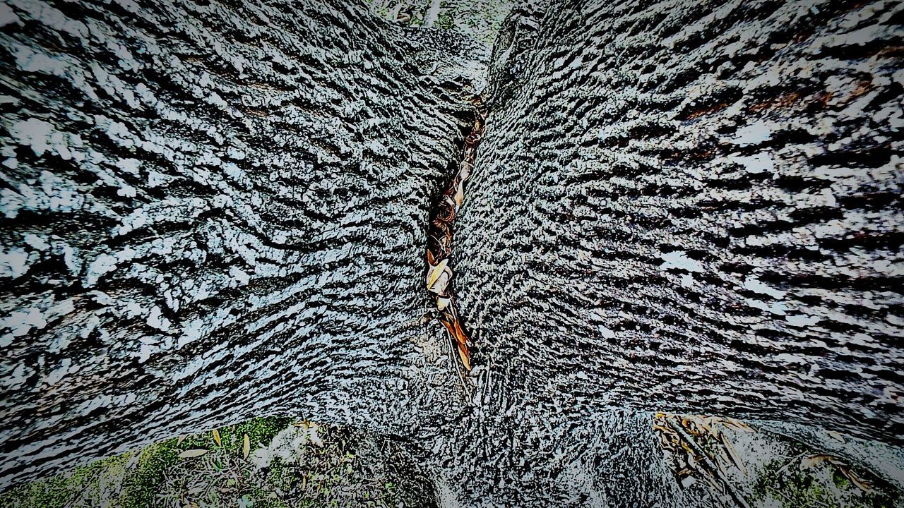 Tree bark patterns