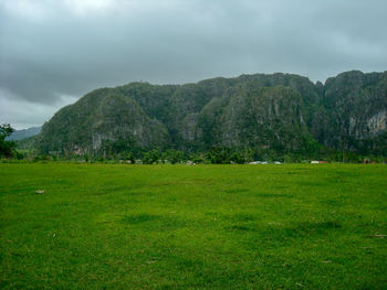 Scenic view of grassy field against sky