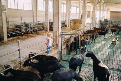 Cows on field