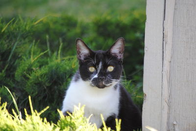 Close-up portrait of cat on grass