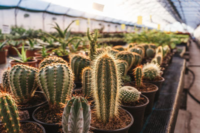 Close-up of succulent plant in greenhouse