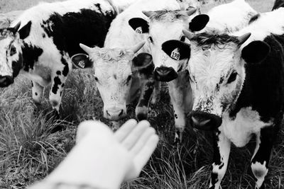 Close-up of cows