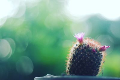 Close-up of succulent plant