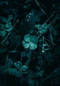 Close-up of water drops on leaves