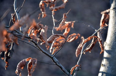 Close-up of dried leaves