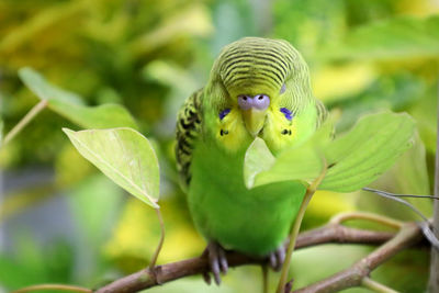 Close-up of a bird