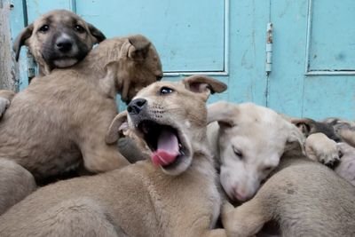 Close-up of puppies against blue door