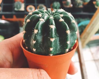 Close-up of hand holding cactus in pot