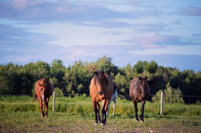 Horses standing on field against sky