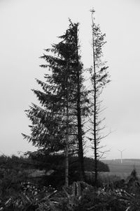 Trees against clear sky