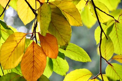 Close-up of yellow leaves against blurred background