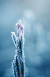 Close-up of frozen plant against sky