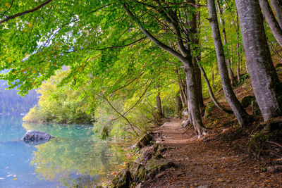 Stream amidst trees in forest