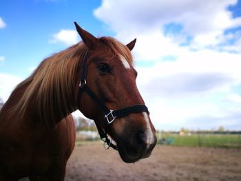 Horse on field against sky