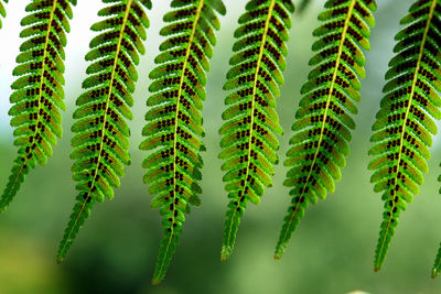 Close-up of leaves against blurred background