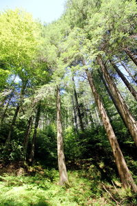 Trees in forest