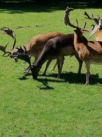 Deer standing on field