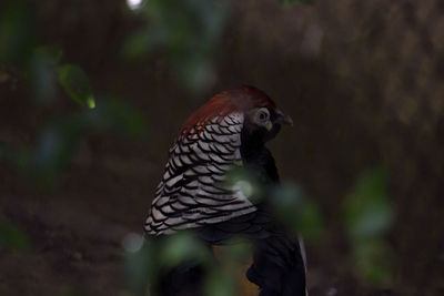 Close-up of bird perching outdoors