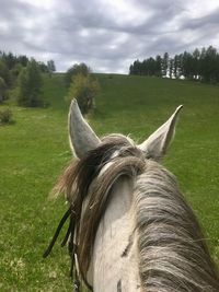 Close-up of a horse on field