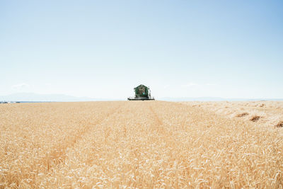 Scenic view of agricultural field against clear sky