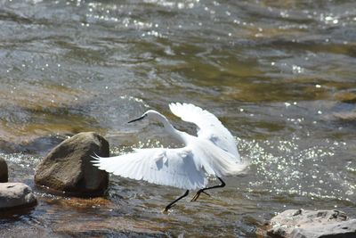 View of birds in lake