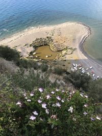 High angle view of flowering plants by sea