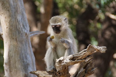 Close-up of monkey sitting on tree trunk