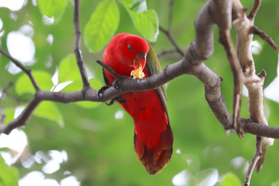 Close-up of parrot perching on branch