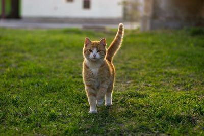 Portrait of cat on field