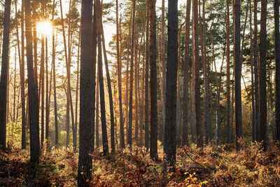 Sunlight streaming through trees in forest