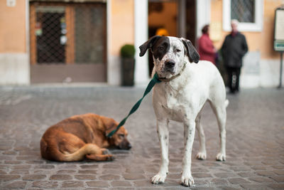 Two friends' dogs on one leash