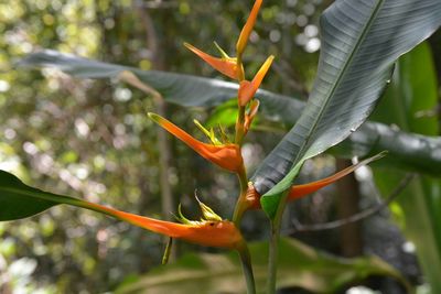 Close-up of plant