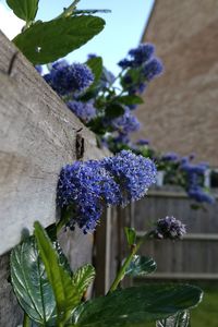 Close-up of purple hydrangea blooming outdoors