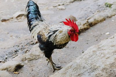 Close-up of rooster on land